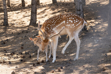 deer, animal, wildlife, mammal, wild, nature, fawn, doe, grass, animals, brown, forest, park,...