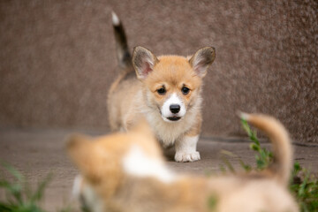 Corgi puppies