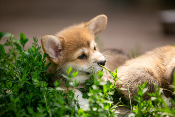 Corgi puppies