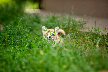 Corgi puppies