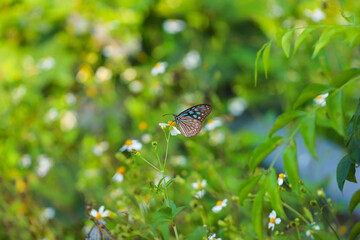 Butterfly on Wildflower
