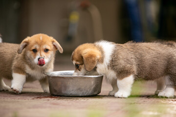 beautiful corgi puppy