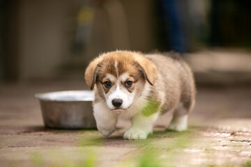 beautiful corgi puppy