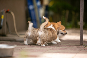 beautiful corgi puppy