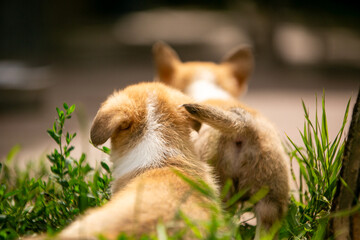 beautiful corgi puppy