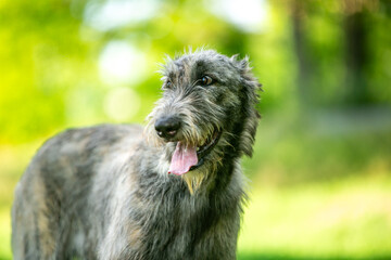 portrait of an Irish wolfhound