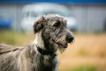 portrait of an Irish wolfhound