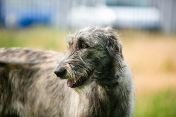 portrait of an Irish wolfhound
