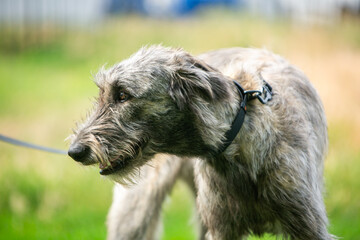 portrait of an Irish wolfhound