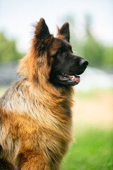 dog, pet, schnauzer, animal, puppy, cute, canine, terrier, black, grass, miniature schnauzer, white, breed, portrait, purebred, miniature, green, sitting, domestic, pup, mammal, old, friend, nature, f