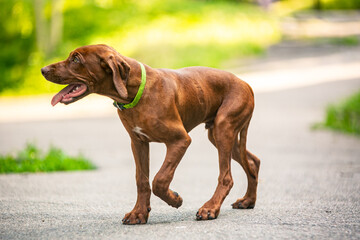 Ridgeback puppies in the park