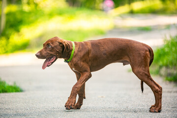 Ridgeback puppies in the park