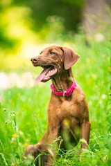 Ridgeback puppies in the park