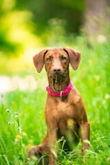 Ridgeback puppies in the park