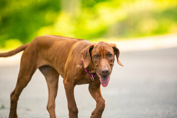 Ridgeback puppies in the park
