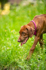 Ridgeback puppies in the park