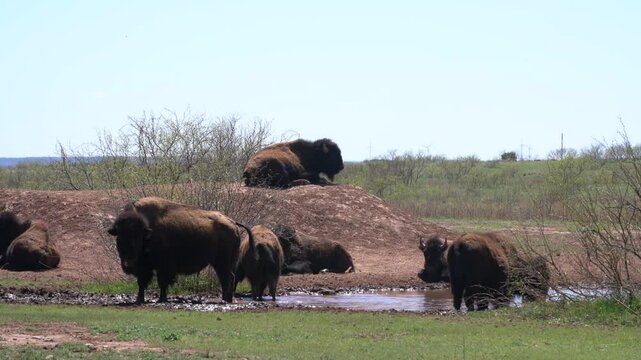 Bison American Buffalo Herd in Cap Rock Canyon State Park Texas Drinks Water From Watering Hole Puddle Laying Down Group Grazing