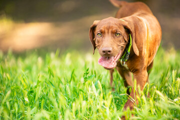 Ridgeback puppies in the park