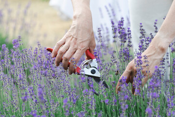 a pruning lavender