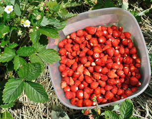 a lot of  juicy freshly harvested wild strawberries  © beerfan