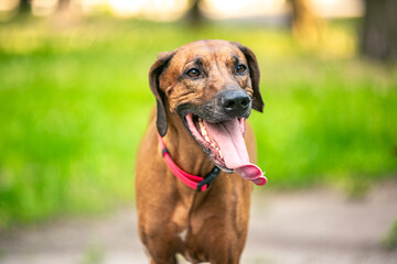Ridgeback puppies in the park