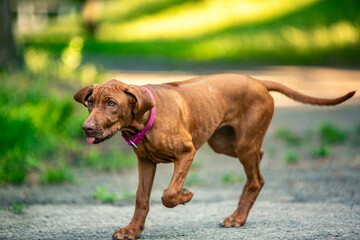 Ridgeback puppies in the park