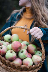 girl holds  basket  with juicy apples in the garden