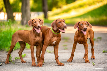 Ridgeback puppies in the park