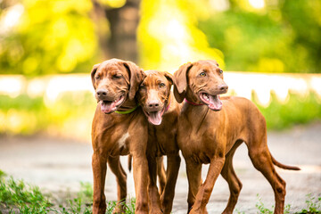 Ridgeback puppies in the park