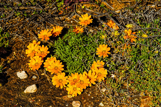 Circle of wild yellow gazania wildflowers known as Botterblom (butter flowers) after winter rains in the Little Karoo, Western Cape, South Africa