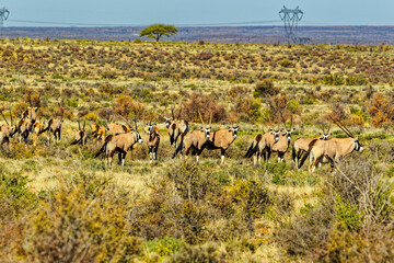 Herd of graceful gemsbok in the Karoo National Park, Western Cape, South Africa