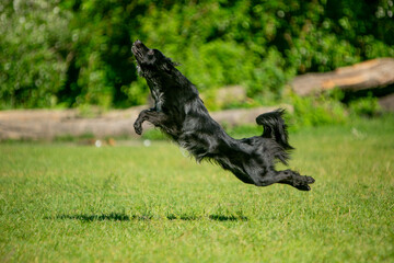 dogs playing frisbee on a green field