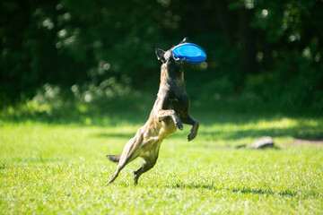 malinois and frisbee on a green meadow