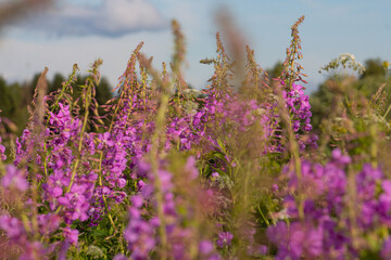 Field of blooming fireweed on a field in an ecologically clean area