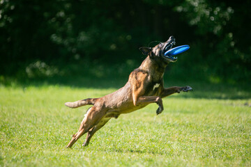 malinois and frisbee on a green meadow