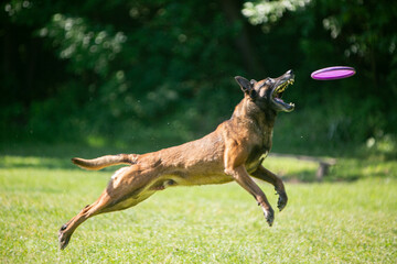 malinois and frisbee on a green meadow
