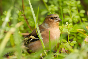 chaffinch on the ground, chaffinch on the grass, little bird in the ground, little bird between blades of grass