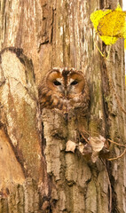 tawny owl sitting in a tree, cute tawny owl, brown bird, owl on a tree, beautiful brown colors, Owl...