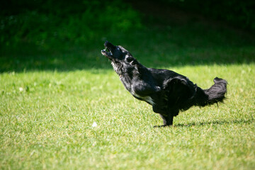 dogs playing frisbee on a green field