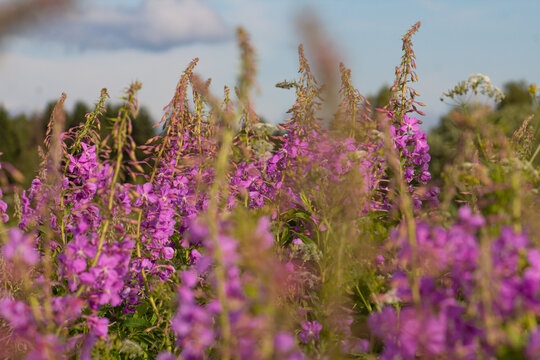 Field of blooming fireweed on a field in an ecologically clean area