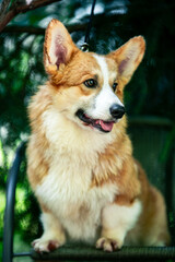 Red corgi on a green background