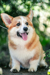 Red corgi on a green background