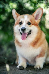 Red corgi on a green background