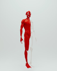 Red white anatomical skeleton muscle human male medical study white background quarter right view 3d illustration render digital rendering