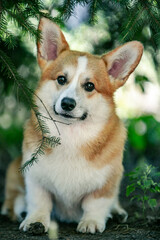 Red corgi on a green background