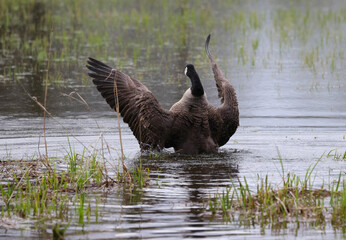 Canada goose with spread wings, bird with wings spread out, canada goose in the lake, goose with big wings, canadian goose