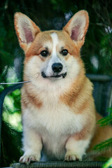 Red corgi on a green background