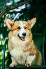 Obraz premium Red corgi on a green background