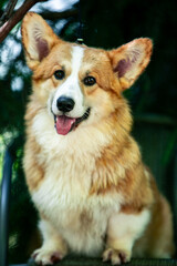 Red corgi on a green background