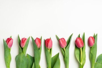 Spring Tulip Flowers On White Background. Abstract Natural Floral Frame